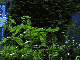 Efeu7.gif (52975 Byte)